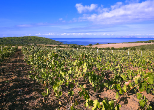 Cantina Santadi, Winzer aus Sardinien